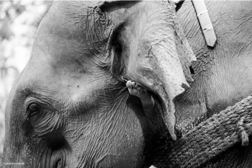 Ein Arbeitselefant in Myanmar