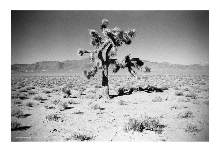 Ein Joshua Tree im Death Valley