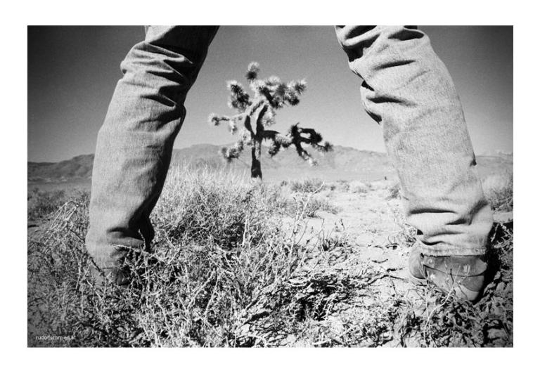 Ein Joshua Tree zwischen zwei Beinen