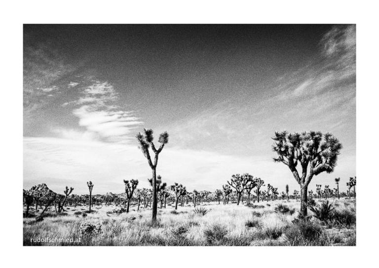 Der Joshua Tree Nationalpark