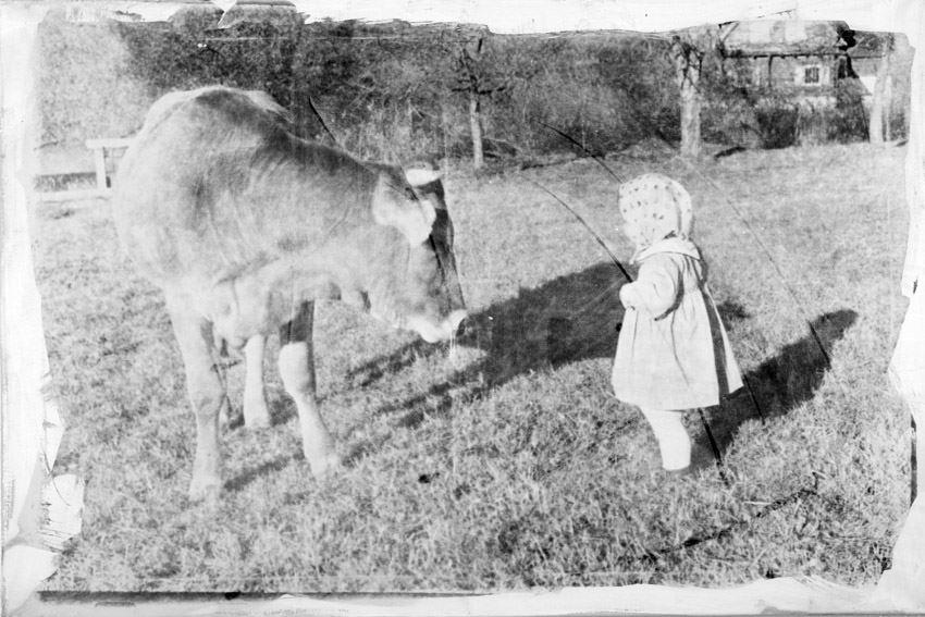 Ein kleines Mädchen vor einer Kuh